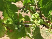 Leal Vineyards and Winery