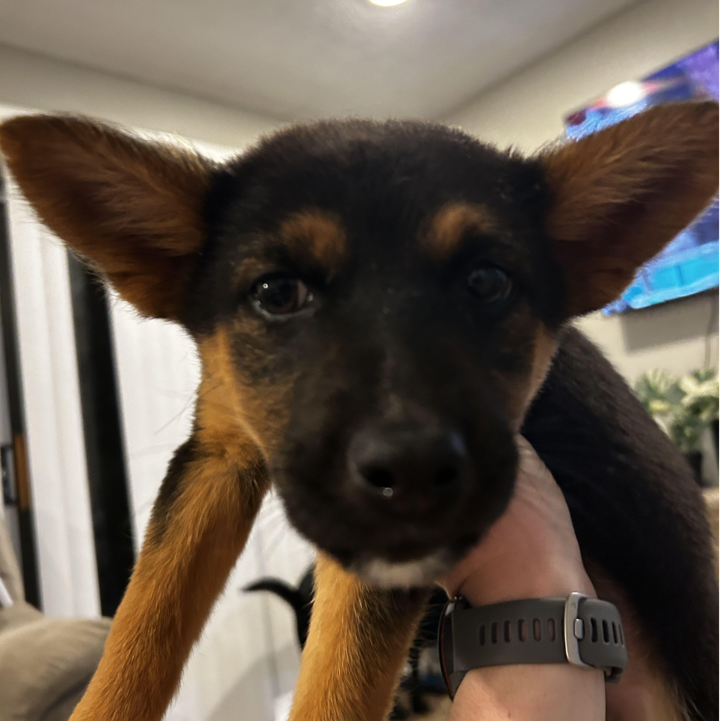 REX- Our German Shepherd/ Chihuahua mix
