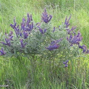 Leadplant (Amorpha canescens)