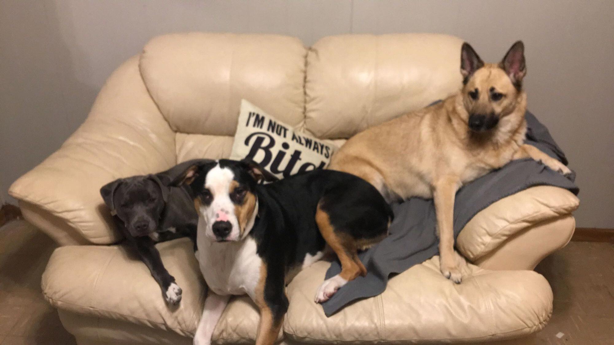 Zina, Zeus & Zoe
