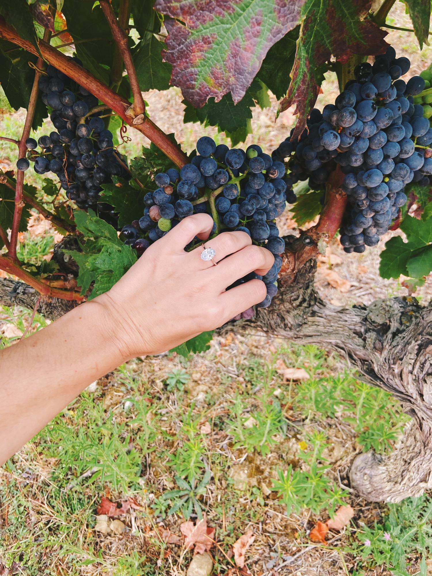 Vineyards in Rioja