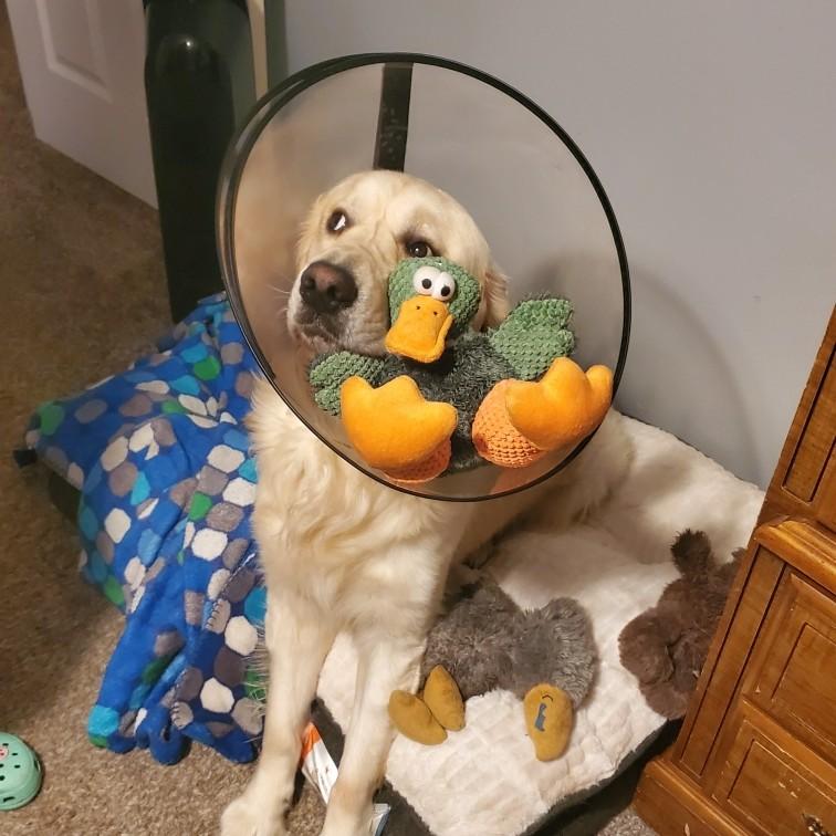 He just couldn't figure out how to play with his toys with that on.