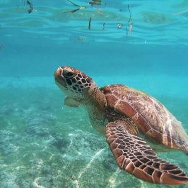Swimming with Turtles, Shipwrecks, and Snorkel Cruise Excursion