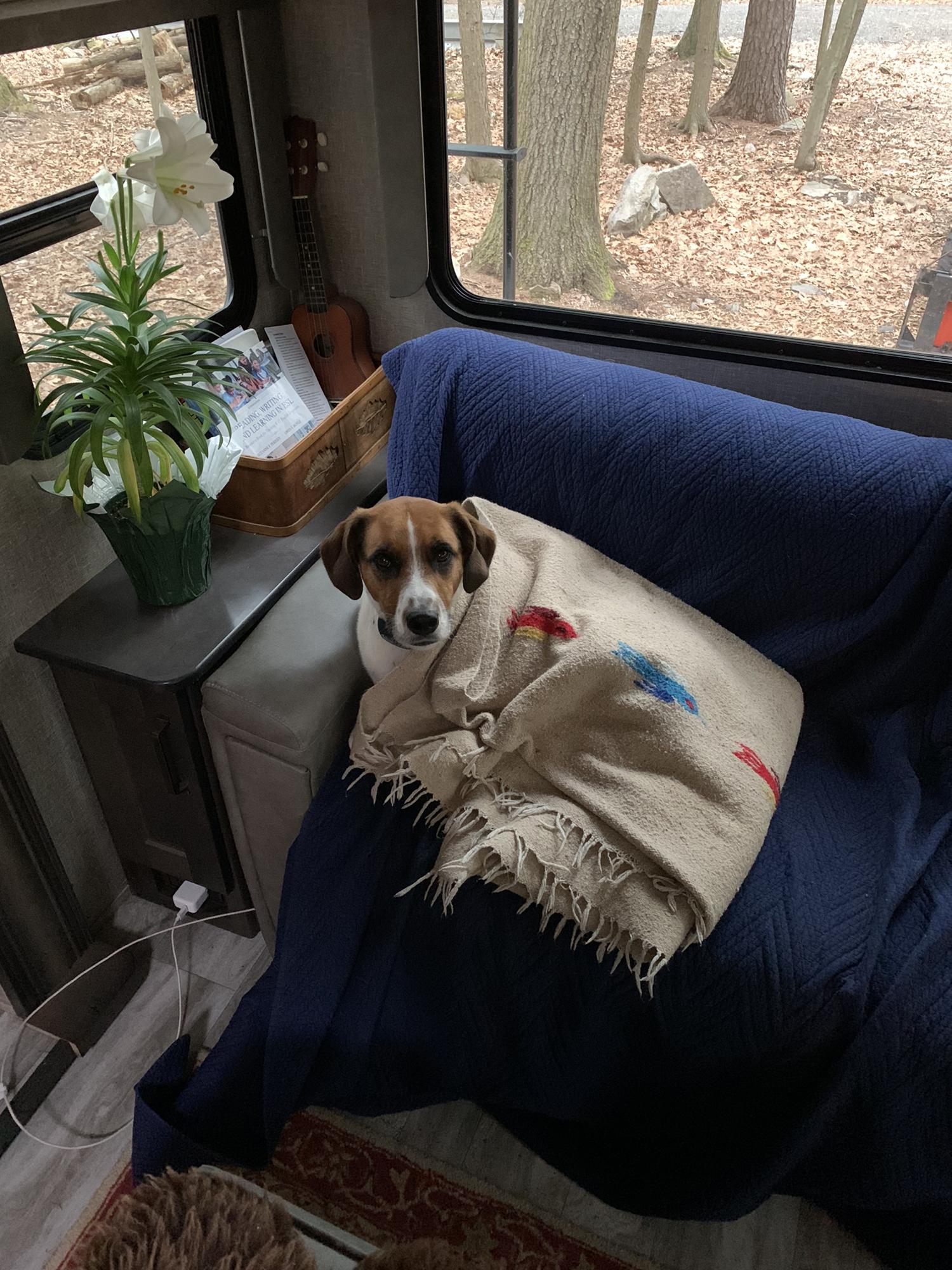 Sweet Buddy