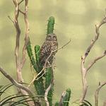 National Aviary