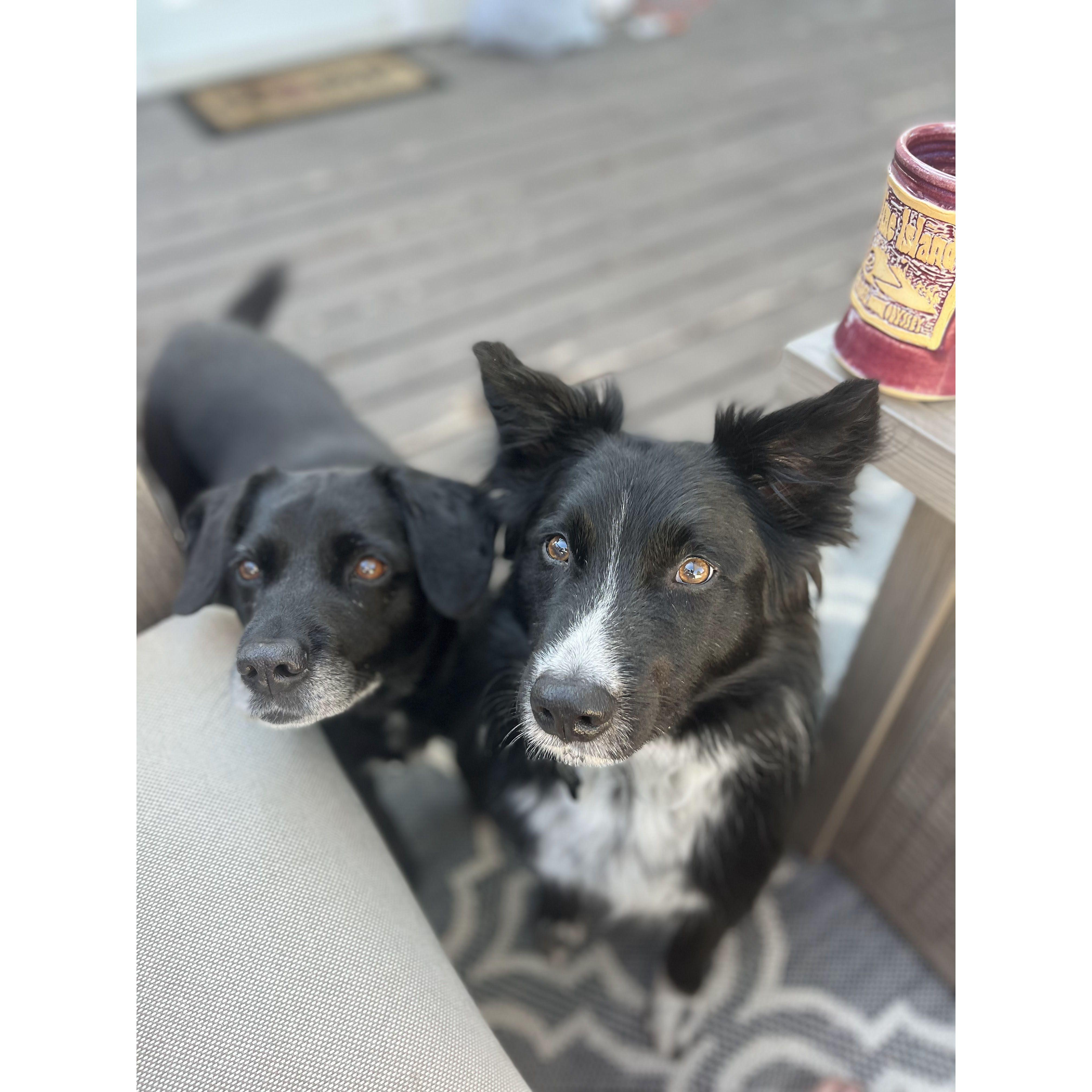 Max and Stella joining forces to get any and all treats!