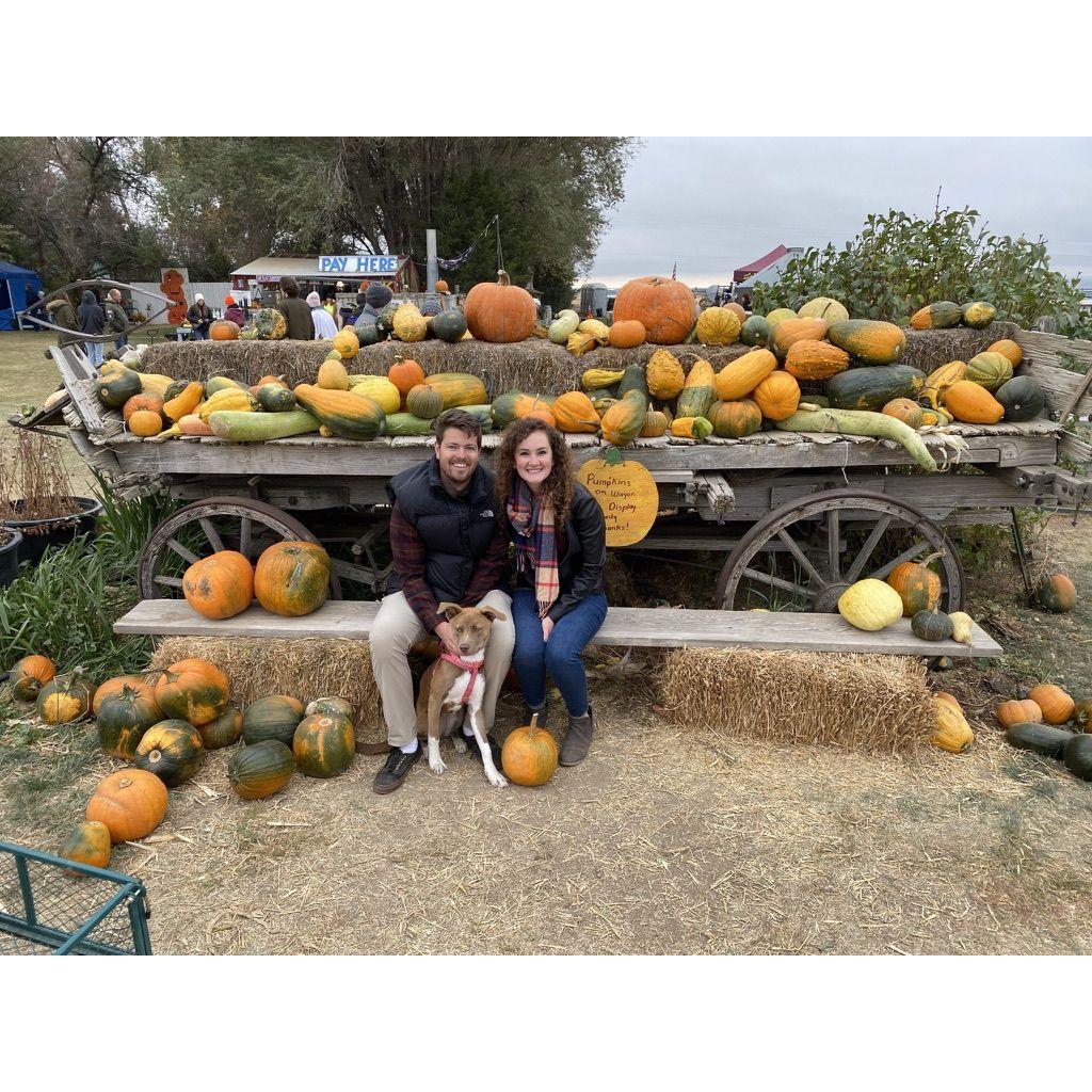 pumpkin patch with Mocha in Fort Collins in 2020
