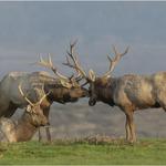 Point Reyes Safari Tours