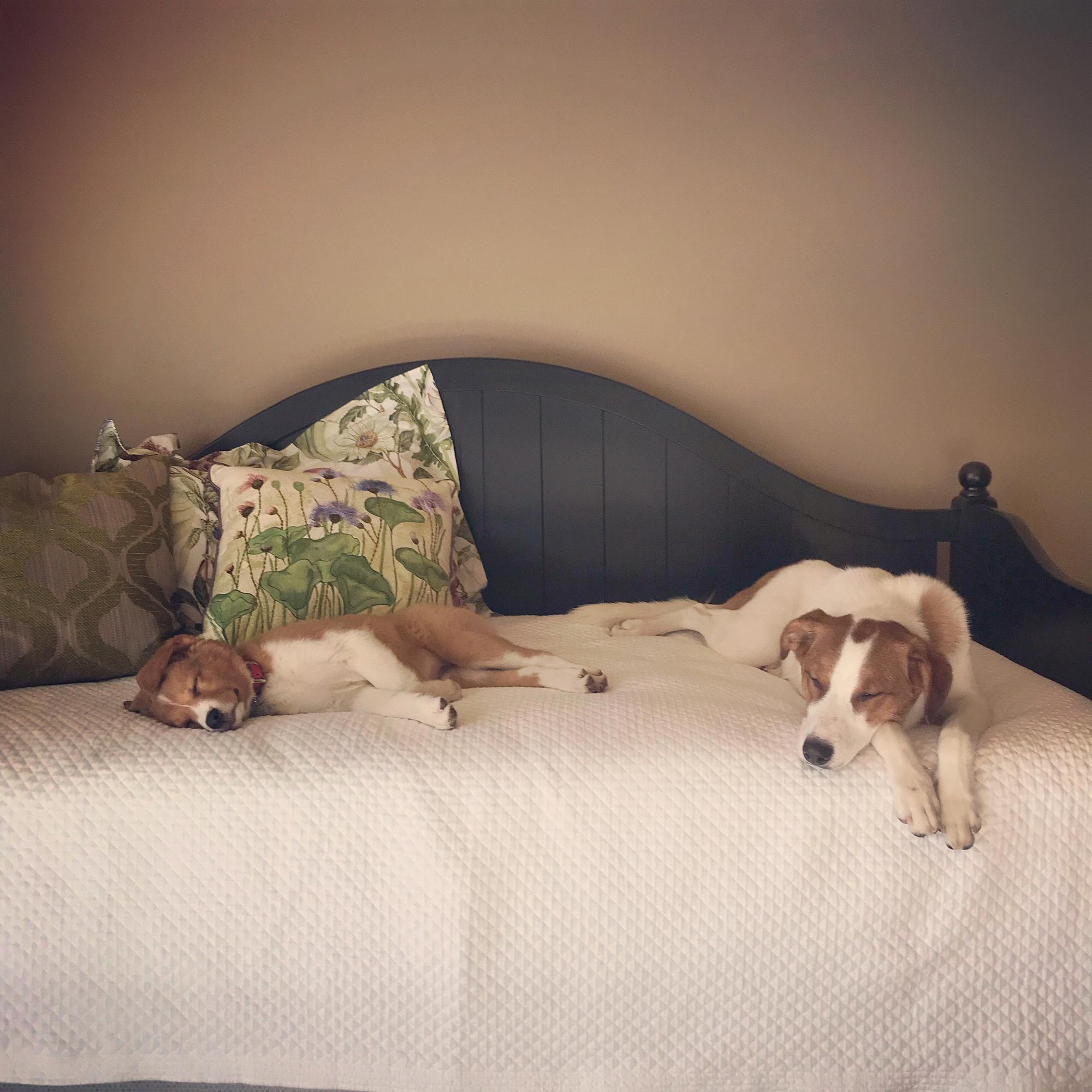 The pups