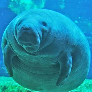 Swim with Manatees