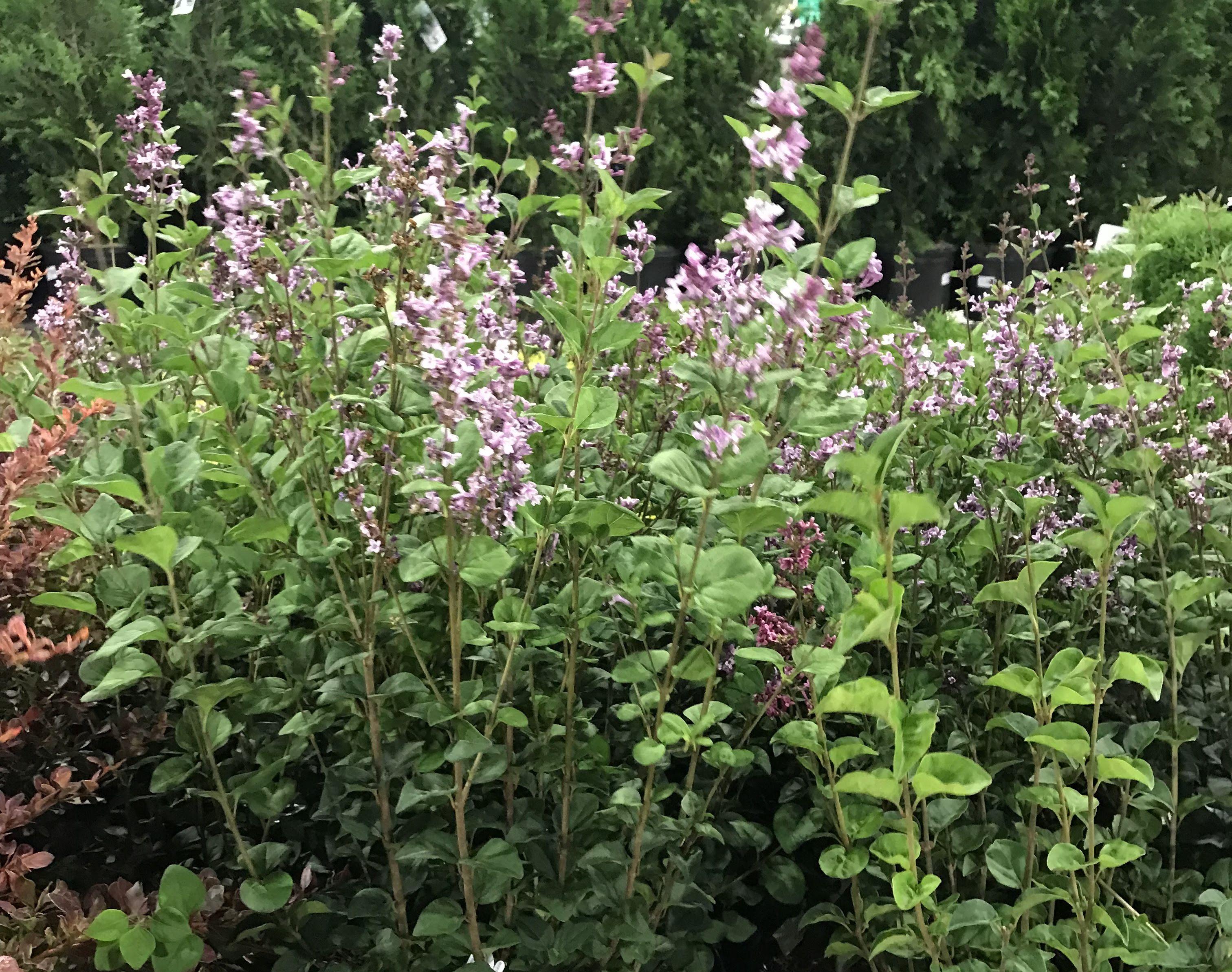 The Wedding Website of Hannah Pecoraro and Asher Farnham