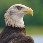 National Eagle Center