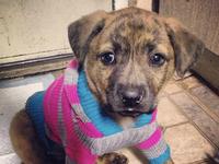 North Shore Animal League America