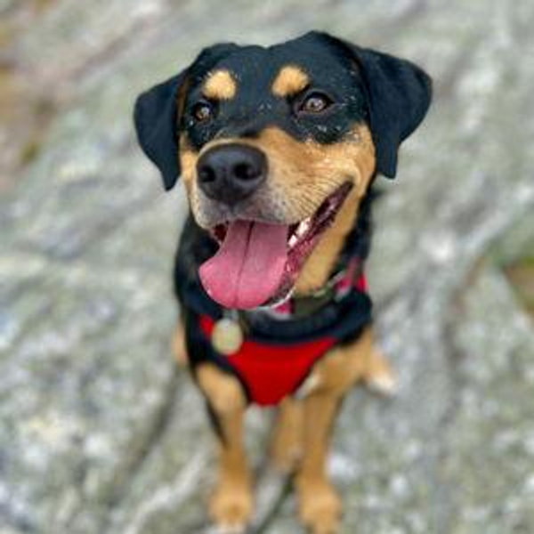 Room and Board for Ellie at PetSmart!
