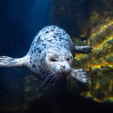 Alaska SeaLife Center
