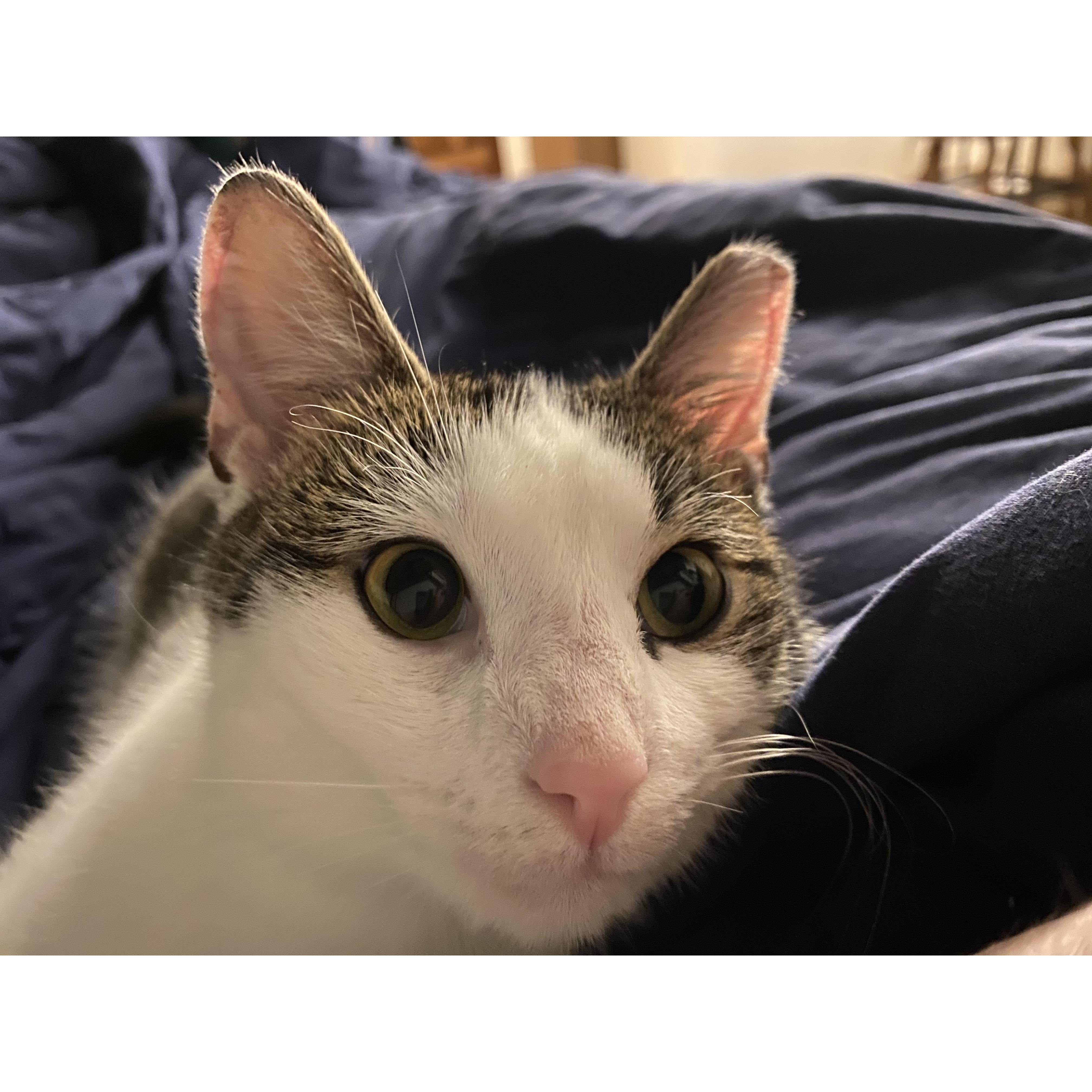 Cute but, oh so mischievous kitten!
