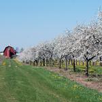 Door County Cherry Orchards