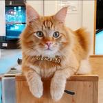 NEKO Cat Cafe Bellingham