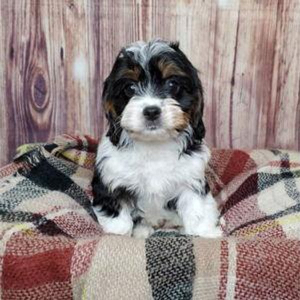Puppy Fund