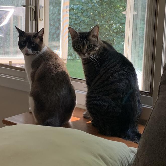 Pet Sitting for our Honeymoon