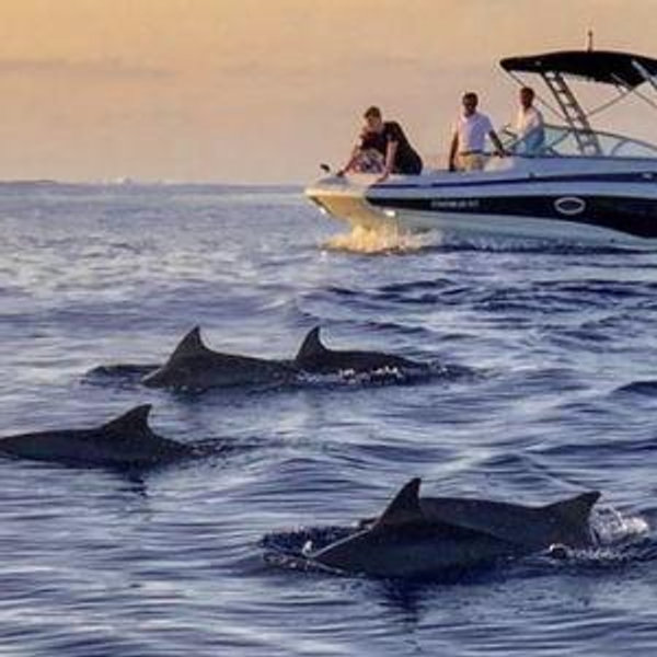 Dolphin Cruise on our Honeymoon