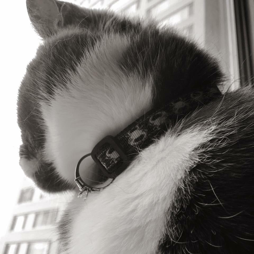 The ring on Bones's collar.
