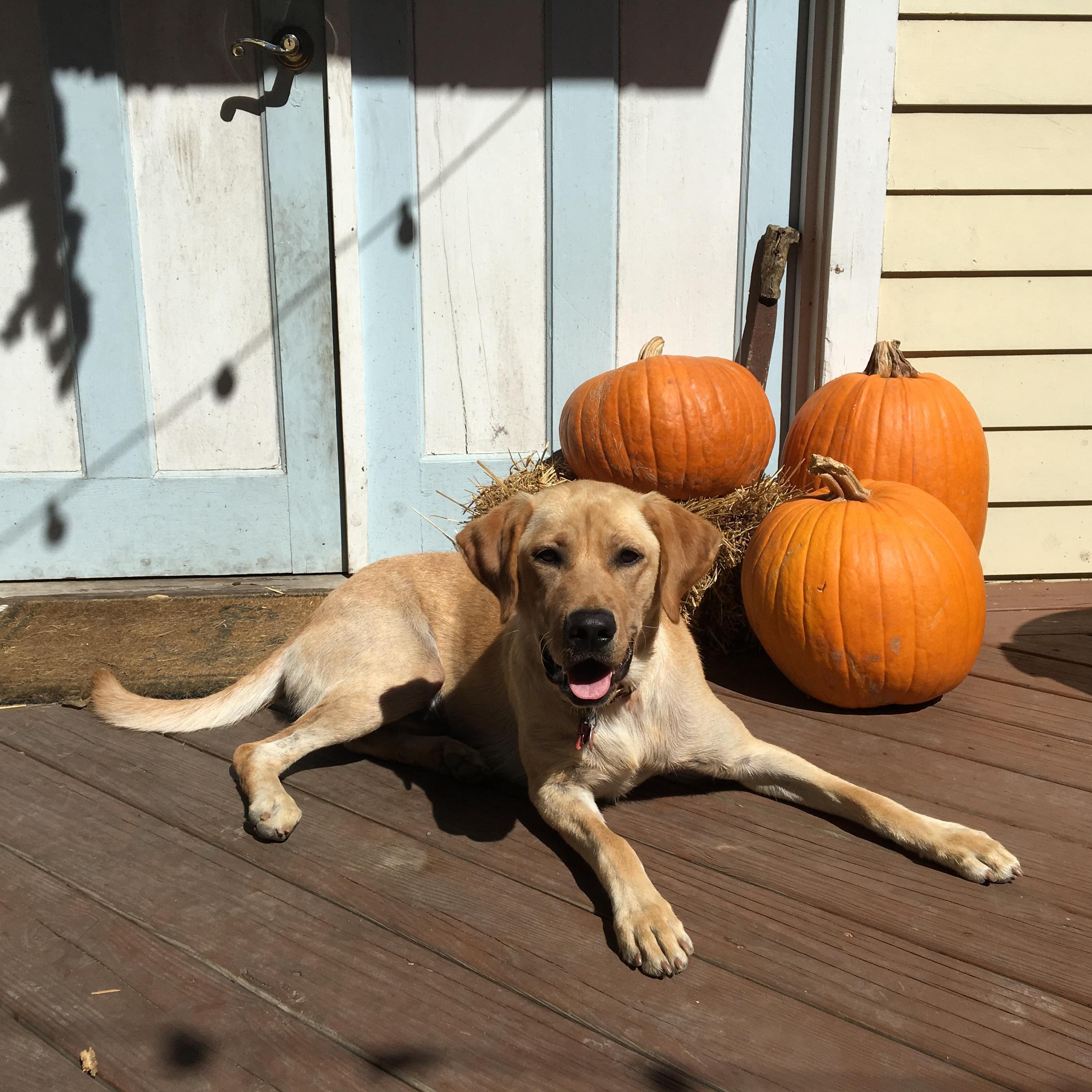 Halloween 2016 in the tiny house!