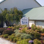 Lucas Vineyards