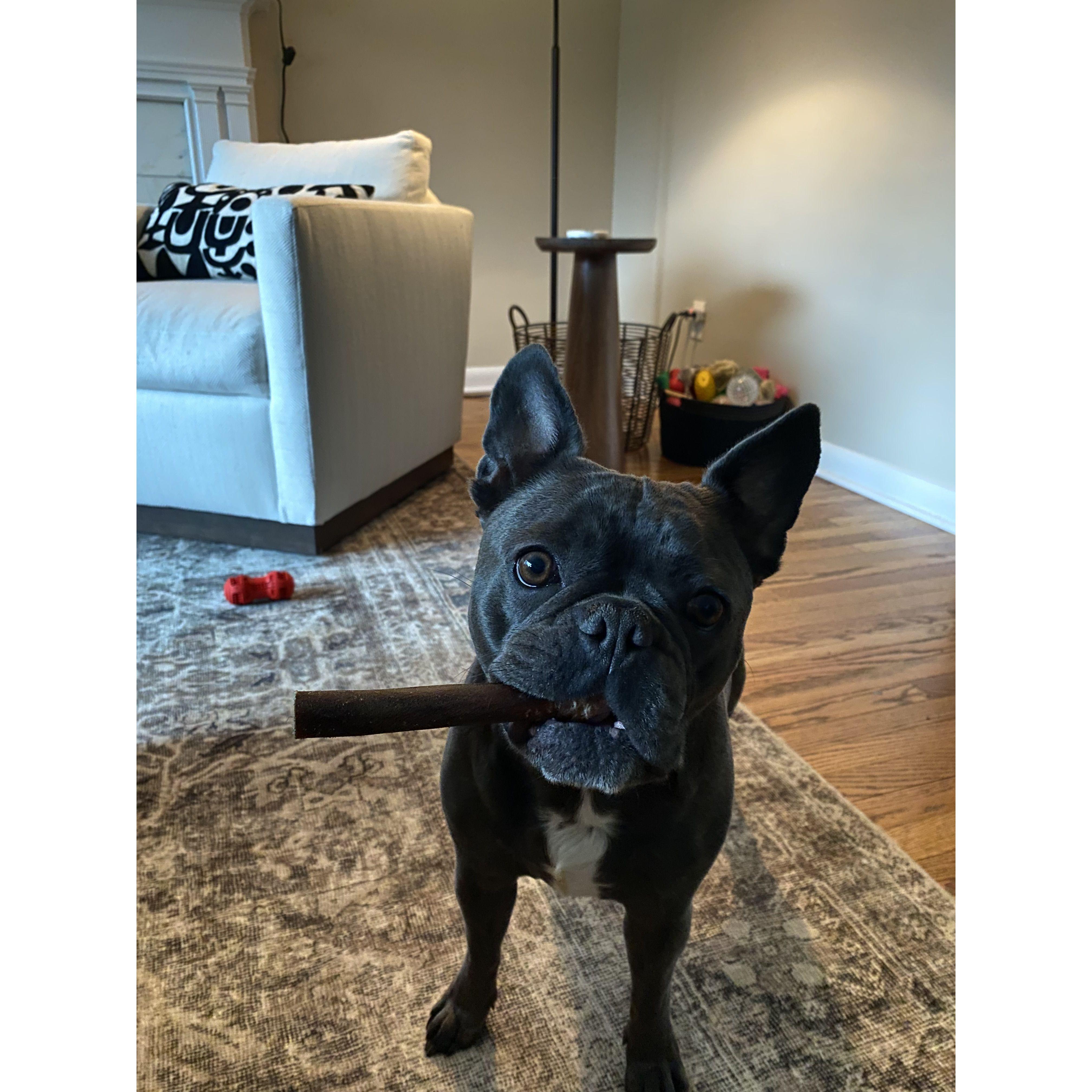 Scout loves a stogie