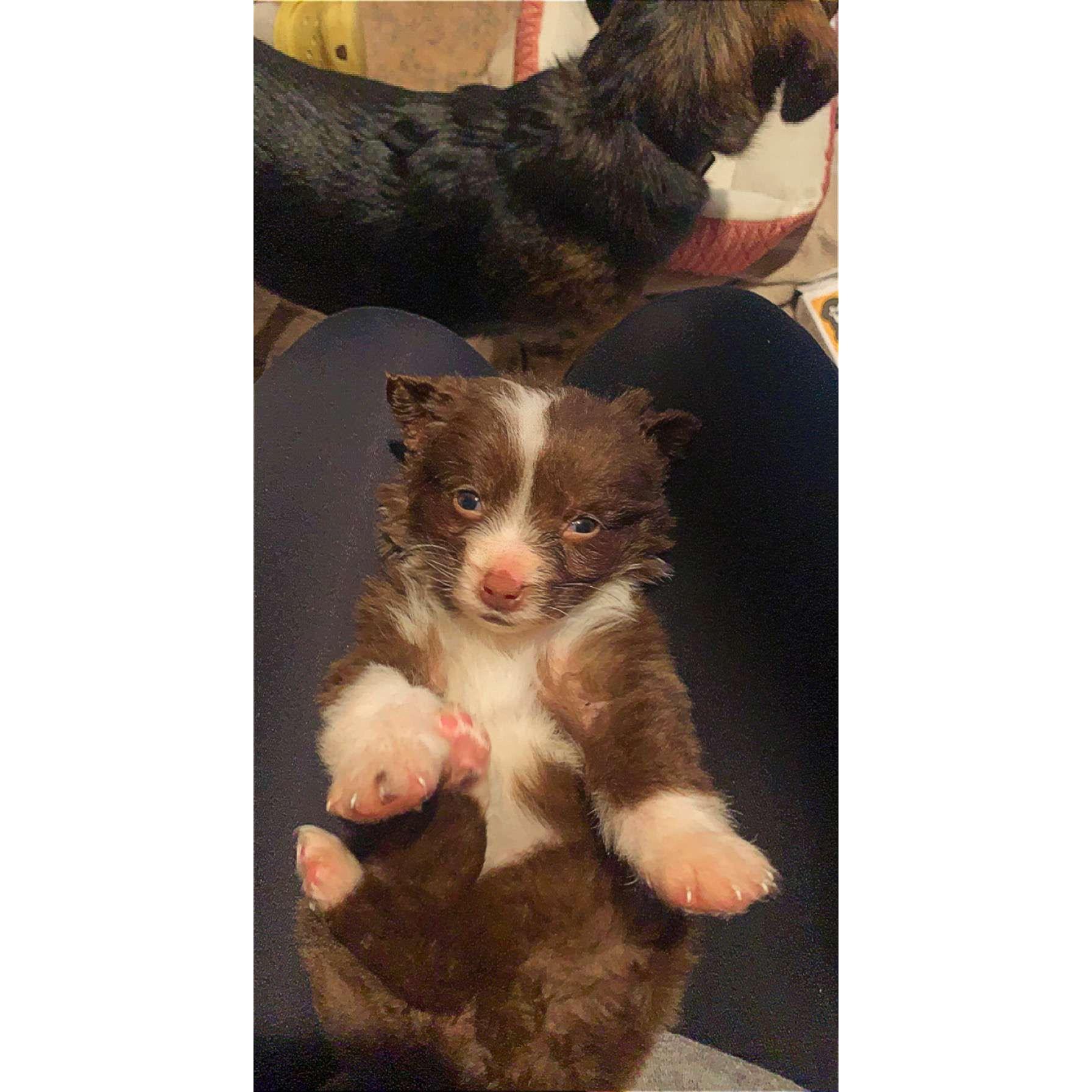 Maple has been a "daddy's girl" from day one!