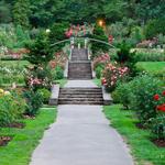 International Rose Test Garden