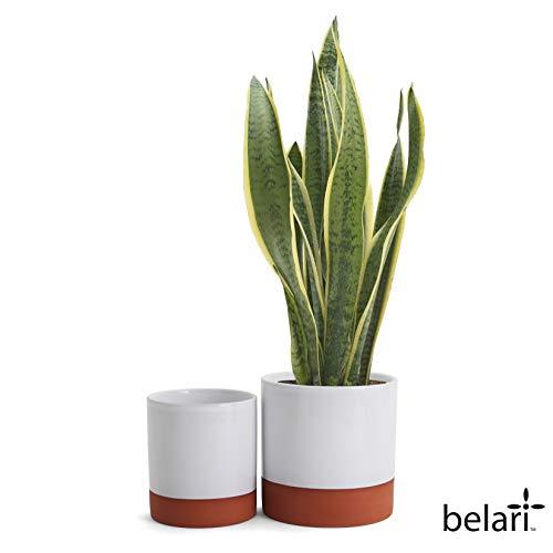 Belari Terra Cotta White Planters - Plant Pots Indoor - Ceramic Pots for Plants - Plant Pot with Drainage - Flower Pots Indoor - Snake Plant Pot/Succulent Pots (Terracotta Mid Century Planter Set)