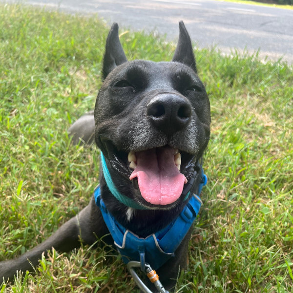 Doggie Daycare for Scout