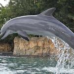 Discovery Cove