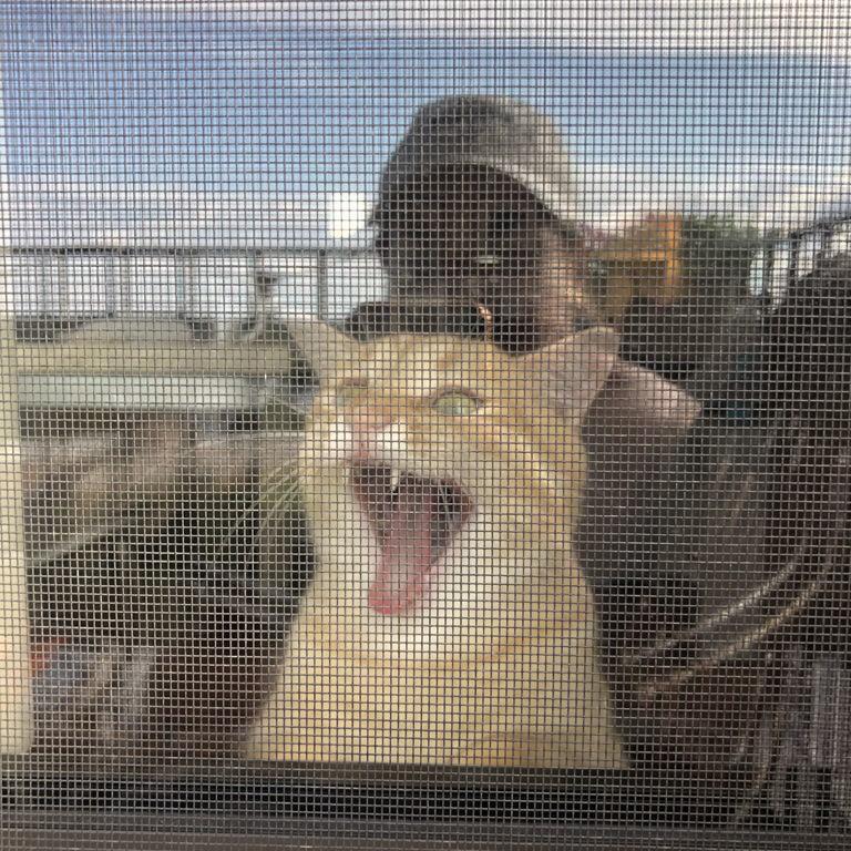 Another favorite of our kitty, Leo