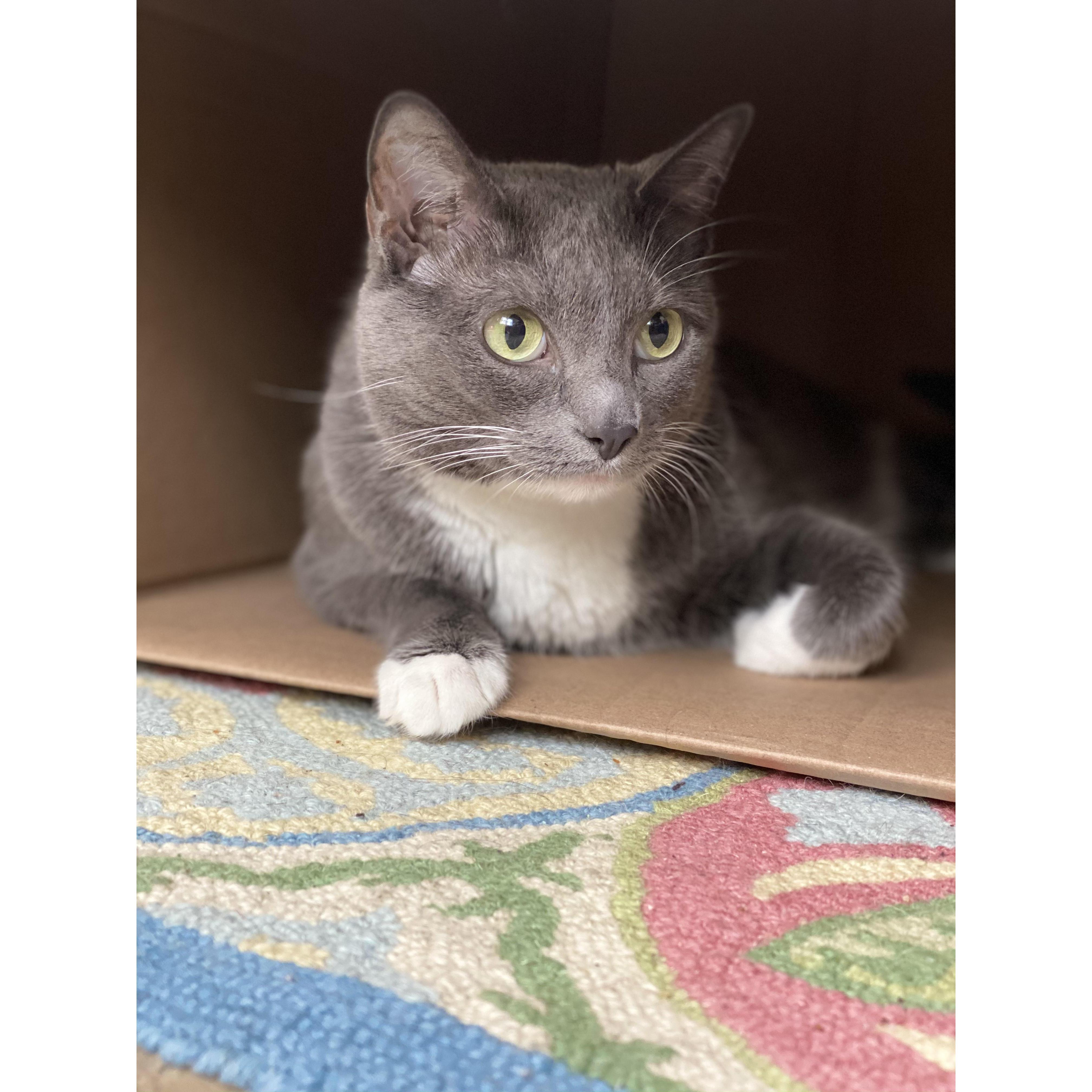 Bonnie: our faithful companion who knows how to strike a pose
