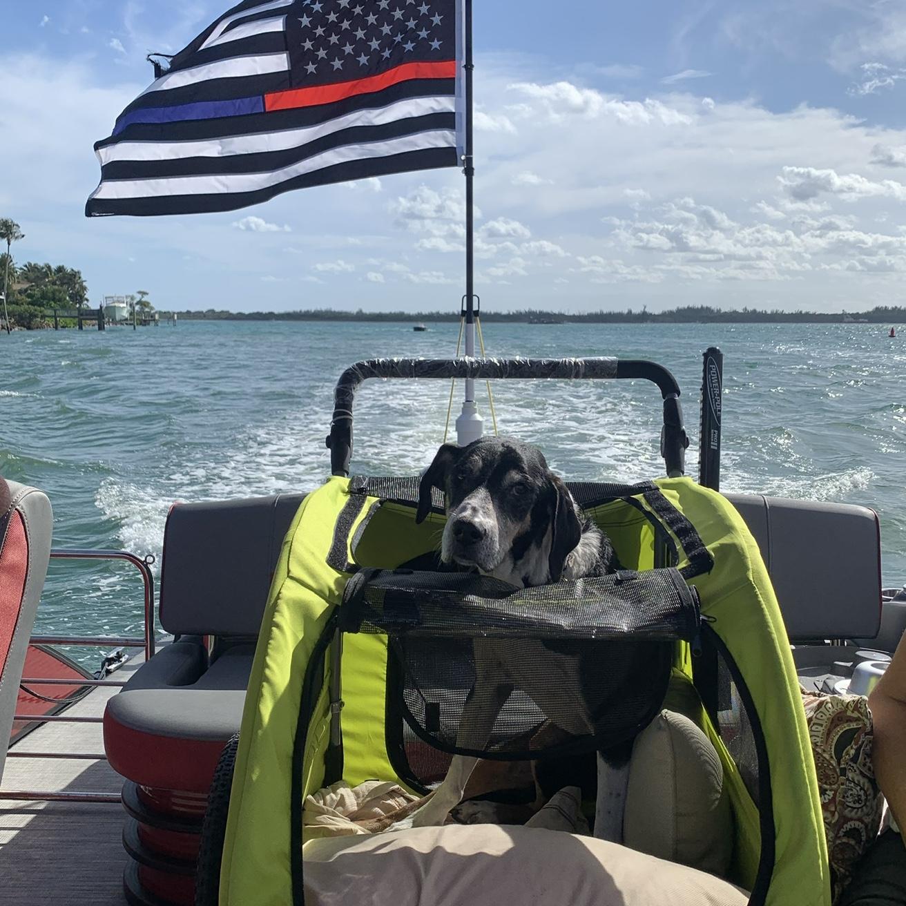 One of Rocky's Last Boat Days
February 2021 
RIP <3