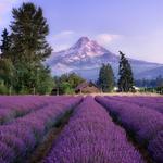 Lavender Valley