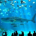 Georgia Aquarium