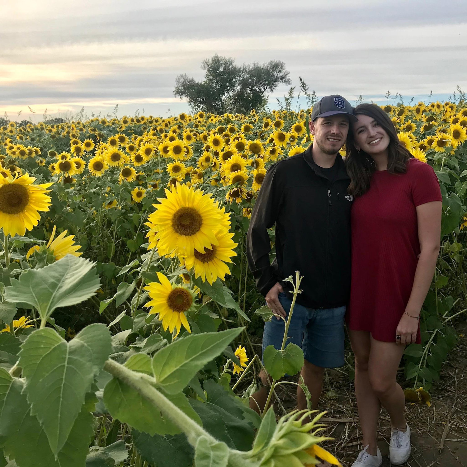 Colby Farms Sunflower Fields, Newbury, MA September 2019