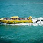 Sea Screamers of Clearwater