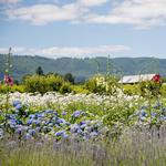 Sauvie Island Farms