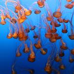 Monterey Bay Aquarium