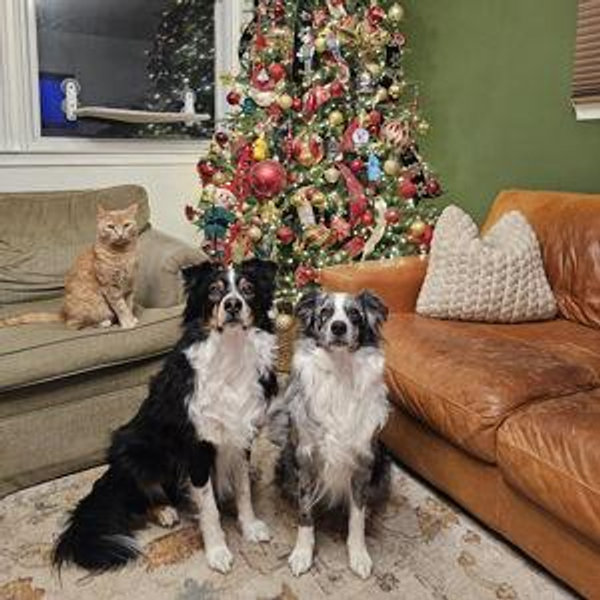 Treat Fund