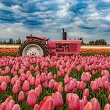 Wooden Shoe Tulip Farm
