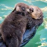 Monterey Bay Aquarium