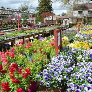 Oakland Nursery Gift Certificate