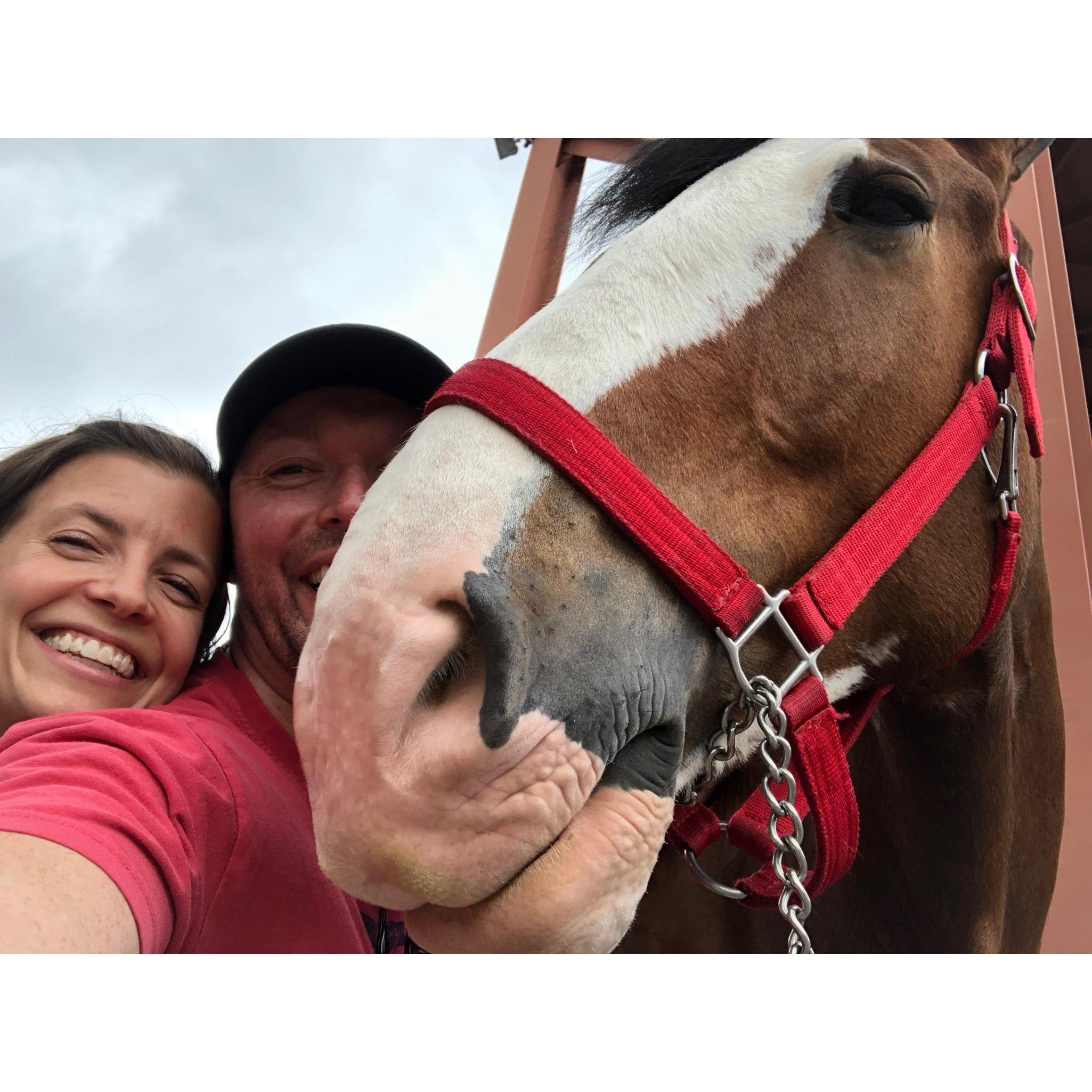 Hanging out at the Anheuser-Busch Brewery with our Clydesdale friend, Rascal.
