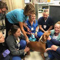 Lacie the Viszla gets them all in a circle so she can get hugged and patted from all sides. Smart puppy!