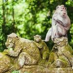 Sacred Monkey Forest Sanctuary